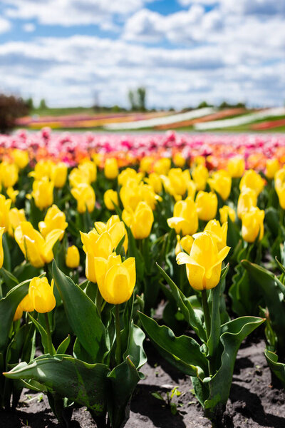 selective focus of field with yellow colorful tulips