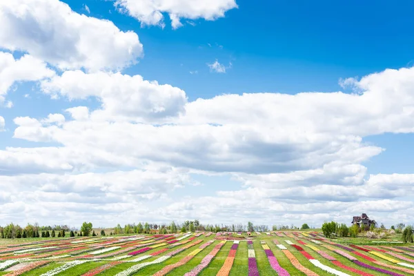 Campo Tulipani Colorati Con Cielo Blu Nuvole — Foto Stock