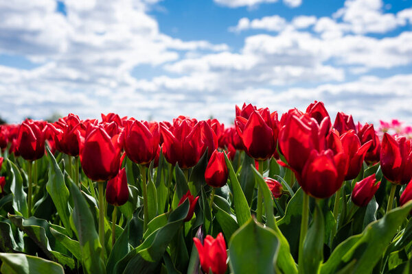 colorful red tulips against blue sky and clouds