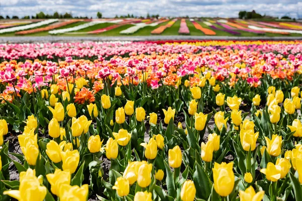 Enfoque Selectivo Del Campo Tulipanes Coloridos — Foto de Stock