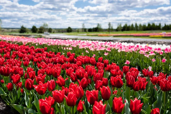 selective focus of colorful tulips field with blue sky and clouds