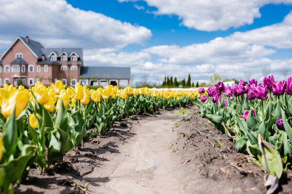 selective focus of yellow and purple tulips field with path and house