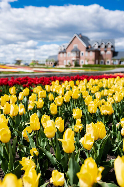 selective focus of colorful tulips field and house