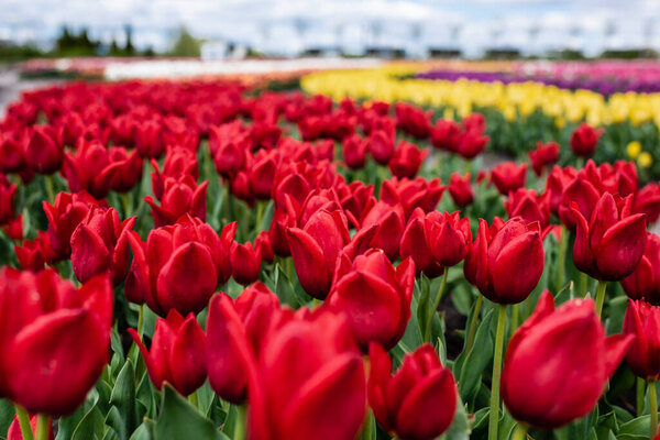 selective focus of red colorful tulips growing in field