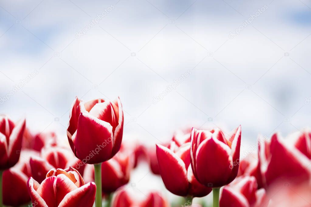 selective focus of colorful red tulips in field