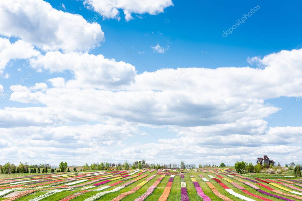 colorful tulips field with blue sky and clouds