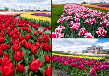 selective focus of colorful tulips field and house, collage clipart