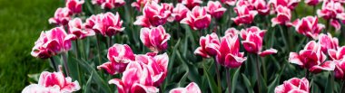 güzel pembe renkli laleler tarlada büyüyor, panoramik çekim