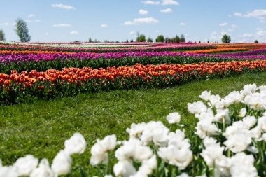 selective focus of colorful tulips field with blue sky and clouds clipart
