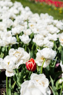 tarlada büyüyen kırmızı ve beyaz lalelerin seçici odağı