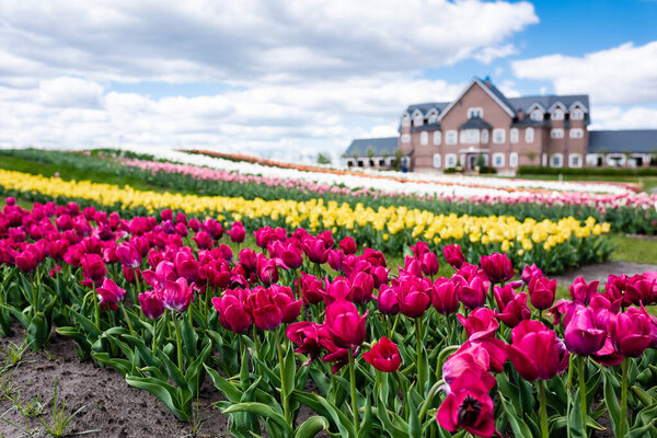 selective focus of colorful tulips field and house