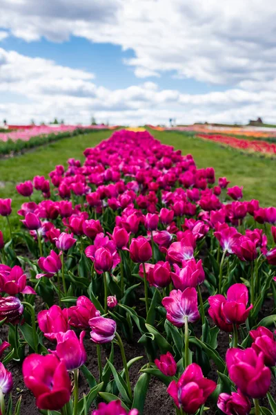 Selektivní Zaměření Barevných Fialových Tulipánů Poli Modrou Oblohou Mraky — Stock fotografie