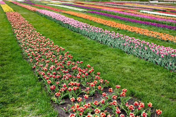 Belo Campo Tulipas Coloridas Com Grama Verde — Fotografia de Stock