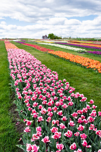 selective focus of colorful tulips field with blue sky and clouds