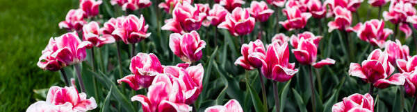 красивые розовые красочные тюльпаны растут в поле, панорамный снимок
