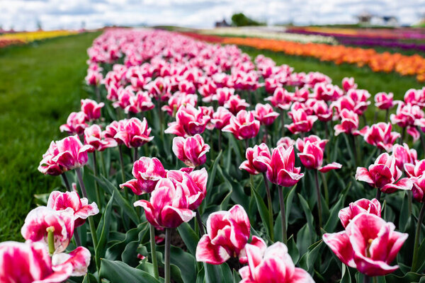 selective focus of pink colorful tulips growing in field
