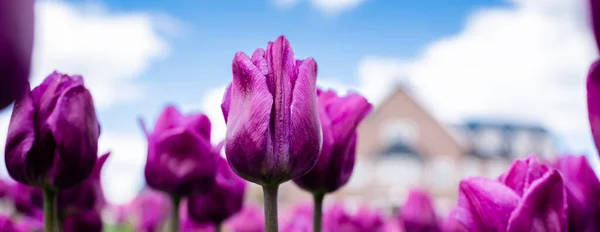 Selektywne Skupienie Kolorowych Fioletowych Tulipanów Błękitnym Niebie Chmurach Ujęcie Panoramiczne — Zdjęcie stockowe