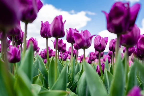 selective focus of colorful purple tulips against blue sky and clouds