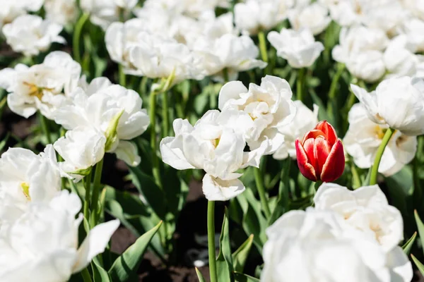 Selektivní Zaměření Červené Bílé Tulipány Rostoucí Terénu — Stock fotografie