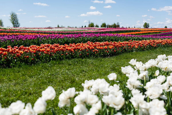 selective focus of colorful tulips field with blue sky and clouds