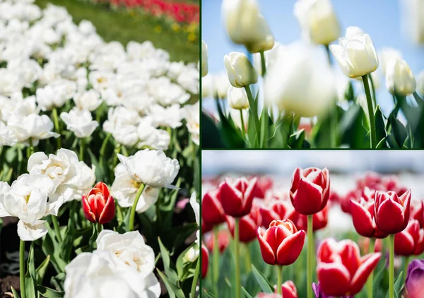 Koláž Barevných Červených Bílých Tulipánů Rostoucí Terénu — Stock fotografie