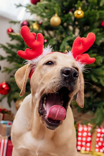 Лабрадор с рождественскими оленьими рогами — стоковое фото