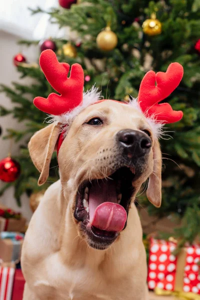 Labrador with christmas reindeer antlers — Stock Photo