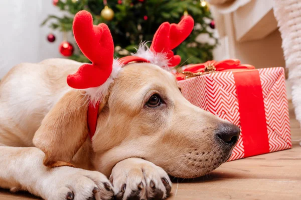 Perro labrador navidad - foto de stock