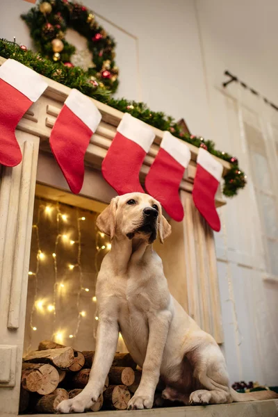 Labrador dog at fireplace — Stock Photo