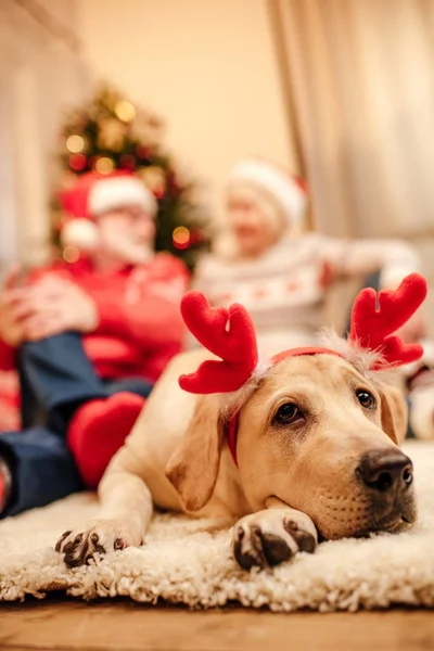 Dog with christmas reindeer antlers — Stock Photo