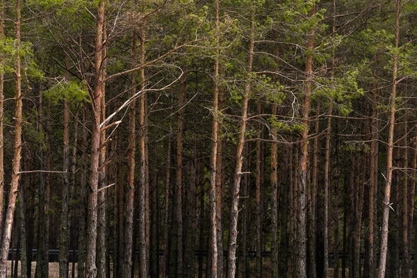 Bosque de pino - foto de stock