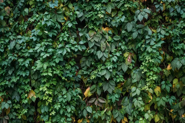 Green leaves — Stock Photo