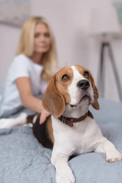 Woman with dog at home — Stock Photo