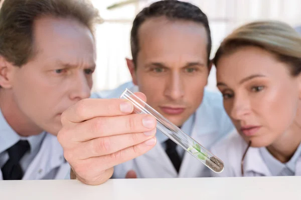 Scientists examining test tube — Stock Photo
