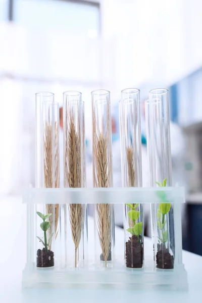 Test tubes in chemical laboratory — Stock Photo