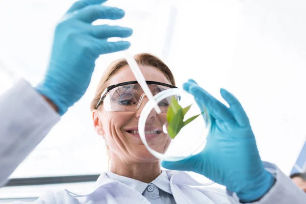 Wissenschaftler mit Petrischale — Stockfoto