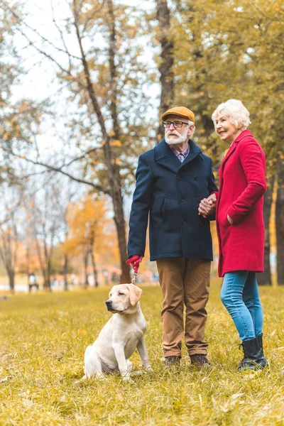 Старша пара гуляє з собакою в парку — стокове фото