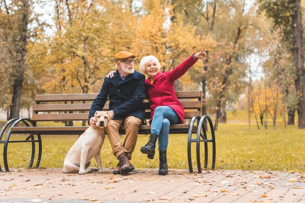 Senior couple with dog — Stock Photo