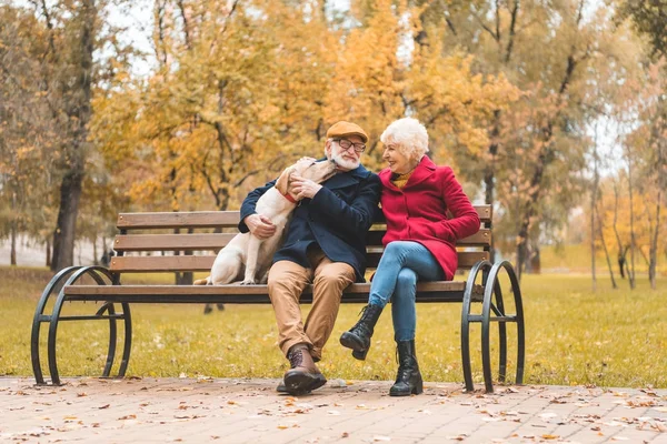 Senior couple with labrador dog — Stock Photo