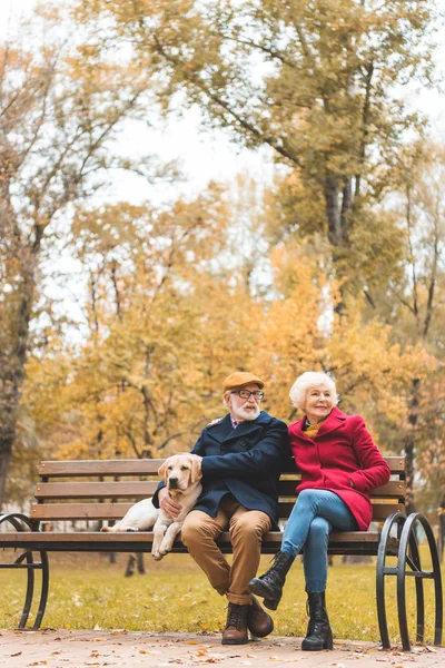 Senior pareja con perro en banco - foto de stock