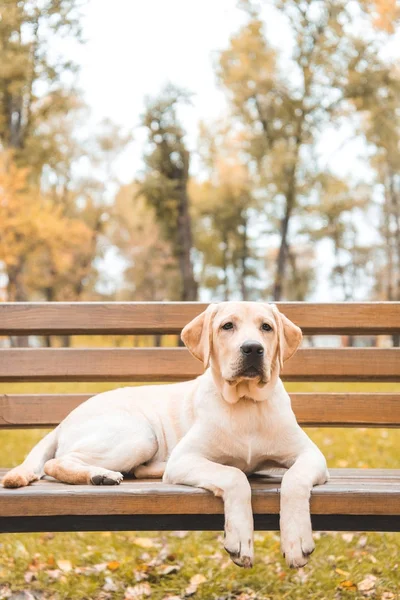 Chien dans le parc d'automne — Photo de stock