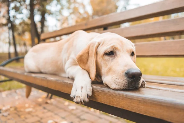 Perro acostado en el banco en el parque - foto de stock