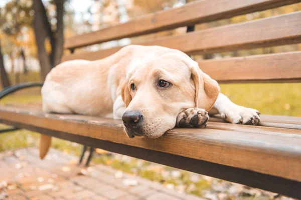 Upset dog on bench — Stock Photo
