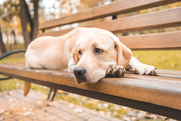 Cão chateado no banco — Fotografia de Stock