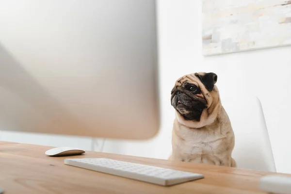 Business dog at workplace — Stock Photo