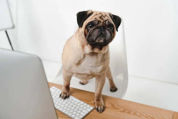 Business dog with desktop computer — Stock Photo