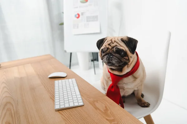 Business dog in necktie — Stock Photo