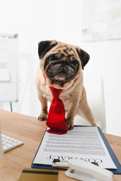 Business dog with contract — Stock Photo