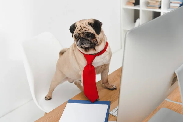 Business dog with desktop computer — Stock Photo