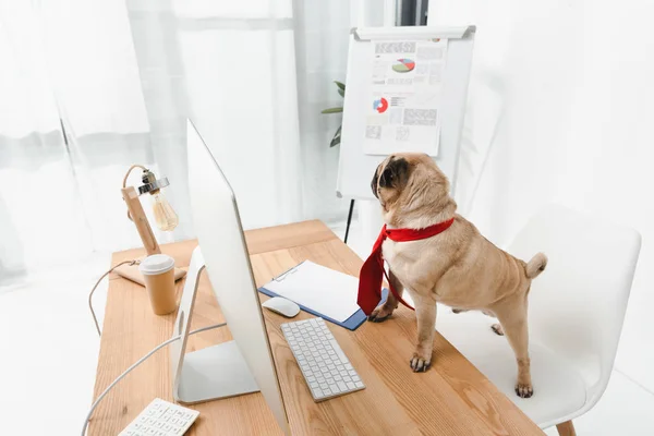 Business dog with desktop computer — Stock Photo